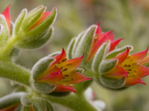 Картинка эхеверия цветы пушистый