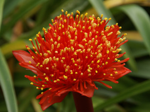 Картинка гемантус цветы желтый красный