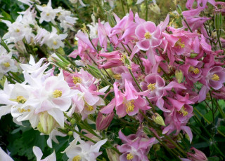 Картинка аквилегия цветы водосбор много белый розовый