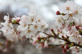Картинка цветы цветущие деревья кустарники ветка цветение белый