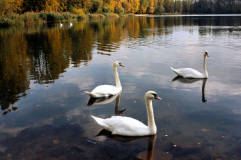 Картинка животные лебеди swan