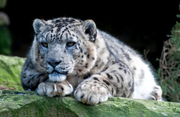 обоя животные, снежный, барс, ирбис, отдых, белый, пятнистый