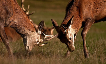 Картинка животные олени рога драка