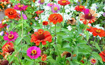 Картинка цветы цинния розовые пчела много красные