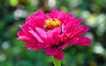 Картинка цветы цинния розовый