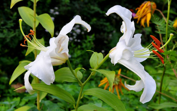 Картинка цветы лилии лилейники белые