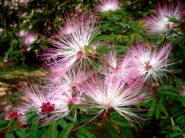 Обои картинки фото цветы, акация, пушистые, нежные