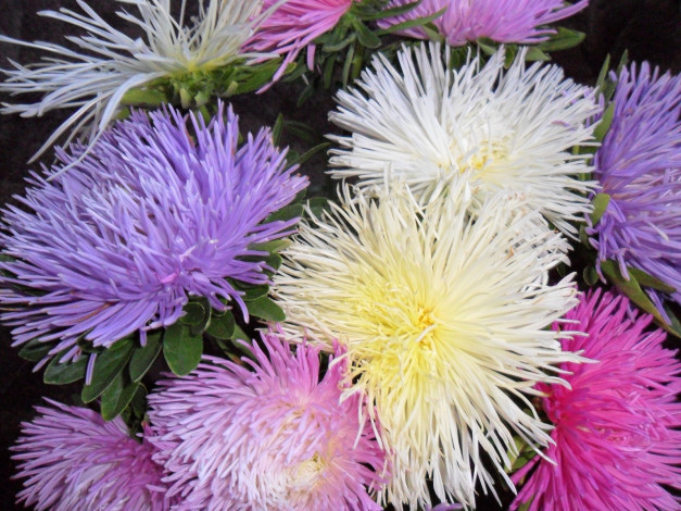 Обои картинки фото цветы, астры, сиреневые, белые, розовые