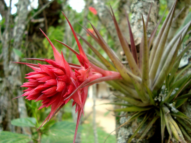 Обои картинки фото цветы, красный, острый