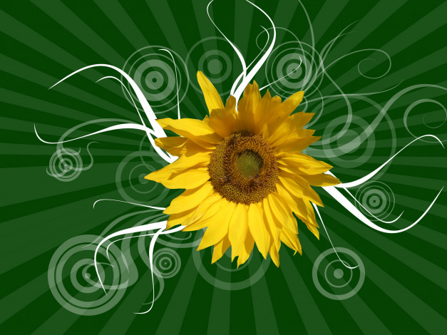 Обои картинки фото цветы, подсолнухи, графика, лучи, зелёный
