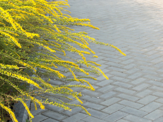 Обои картинки фото цветы, желтые, тротуар
