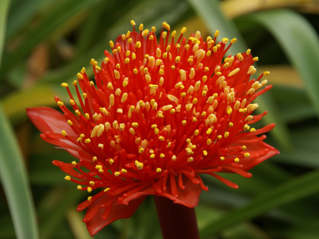 Обои картинки фото гемантус, цветы, желтый, красный