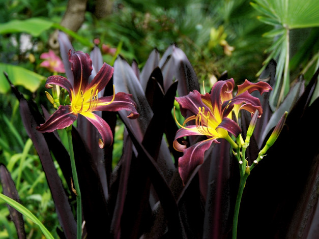 Обои картинки фото лилейник, цветы, лилии, лилейники, лиловый