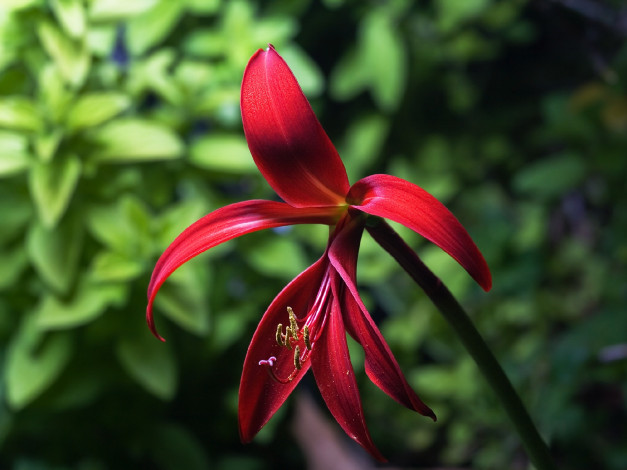 Обои картинки фото спрекелия, цветы, красный