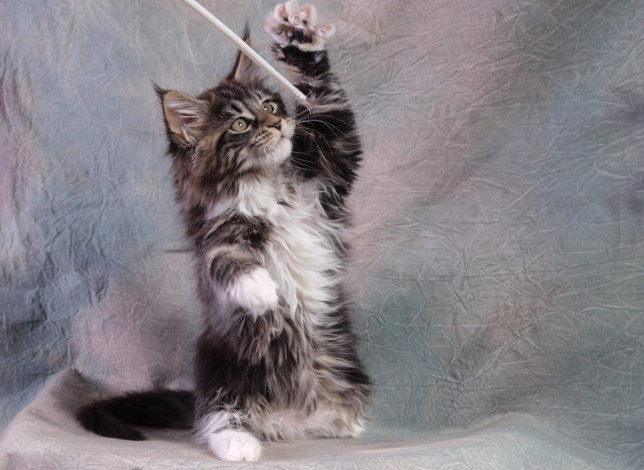 Обои картинки фото животные, коты, котенок, мейн-кун