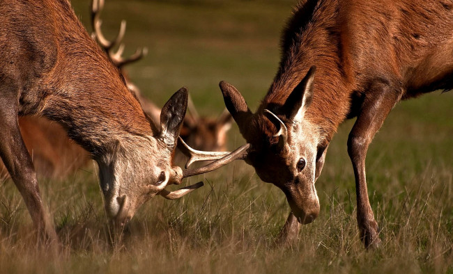 Обои картинки фото животные, олени, рога, драка