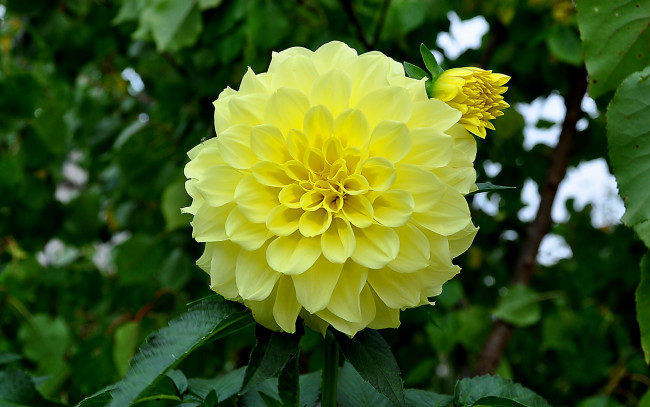 Обои картинки фото цветы, георгины, желтый