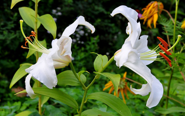 Обои картинки фото цветы, лилии, лилейники, белые