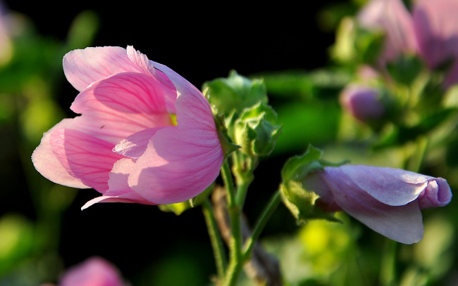 Обои картинки фото цветы, мальвы, распускающиеся