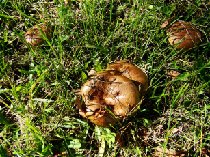 Картинка природа грибы