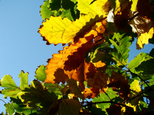 Картинка природа листья