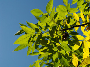 Картинка природа листья