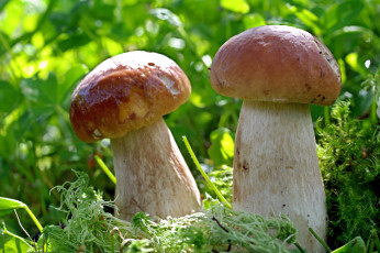 Картинка природа грибы боровики