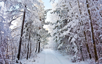 Картинка природа зима снег лес