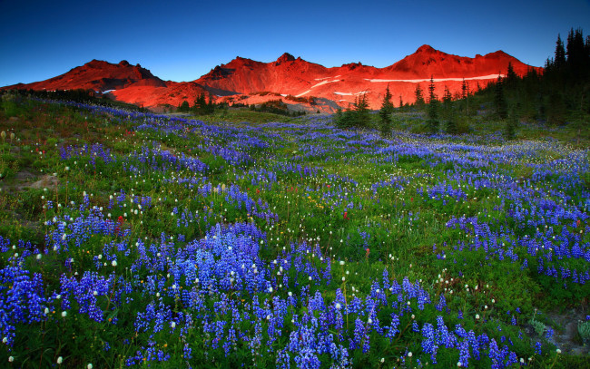 Обои картинки фото природа, луга, цветы, горы