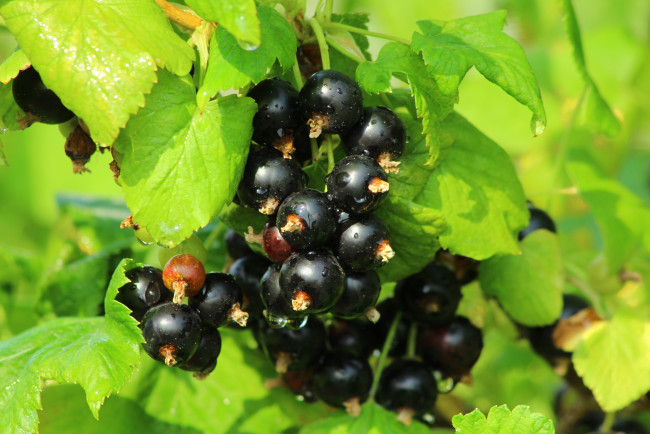 Обои картинки фото природа, Ягоды, черная, смородина
