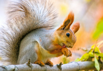 Картинка животные белки ветка листья осень белка орех