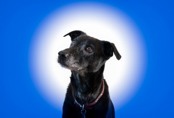 Картинка животные собаки собака морда внимание