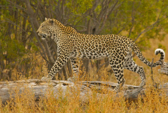 Картинка животные леопарды леопард