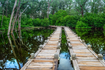 Картинка природа дороги помост река лес