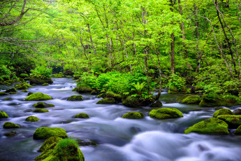 Картинка природа реки озера лес река