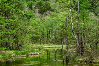 Картинка природа реки озера река лес