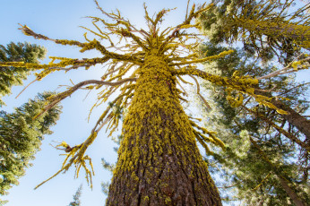 Картинка природа деревья ветки ствол мох небо корявое дерево