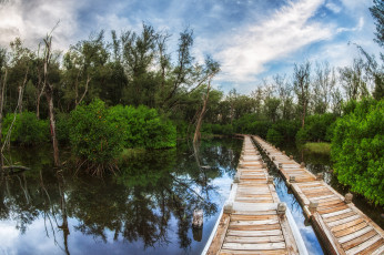 Картинка природа дороги помост заросли река