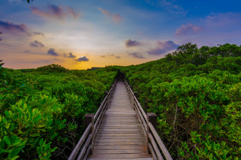 Картинка природа дороги заросли мостки