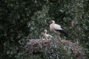 Картинка животные аисты аист