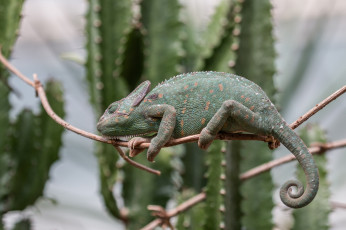 Картинка животные хамелеоны хамелеон ветка