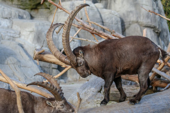 Картинка животные козы козлы рога горные скалы