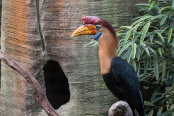 Картинка животные птицы птица носорог