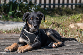 Картинка животные собаки щенок