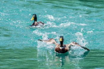 Картинка животные утки движение брызги вода крылья пара