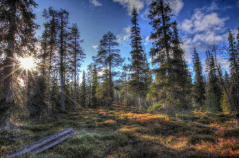 Картинка природа лес лучи солнце