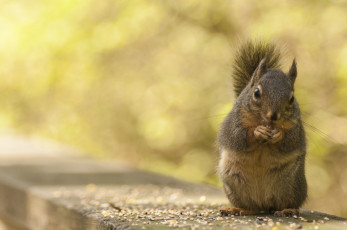 Картинка животные белки зерна грызун обед