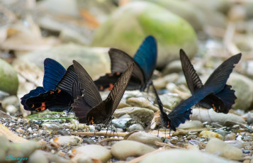 Картинка животные бабочки