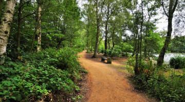 Картинка природа дороги тропинка лес река