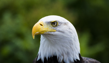 Картинка животные птицы+-+хищники портрет клюв голова орлан гордый